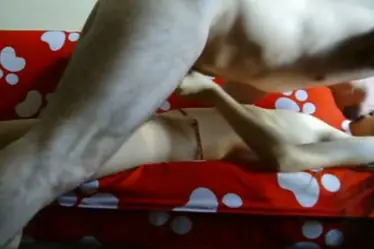 Live ABG Bispak Jakarta Hotel Bintang Lima Skandal Indo